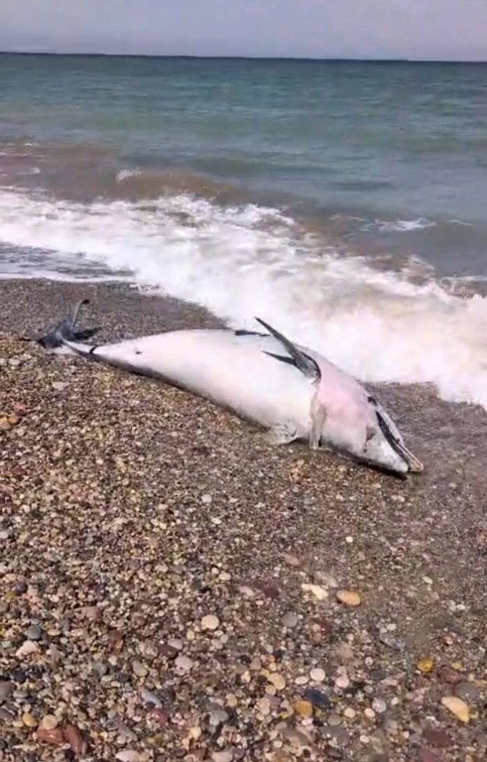 delfin