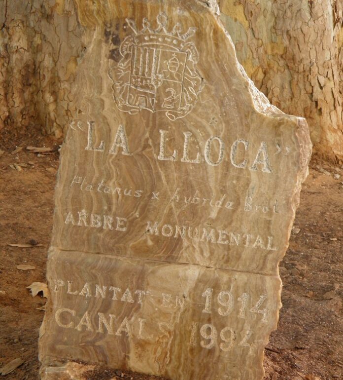 arboles monumentales
