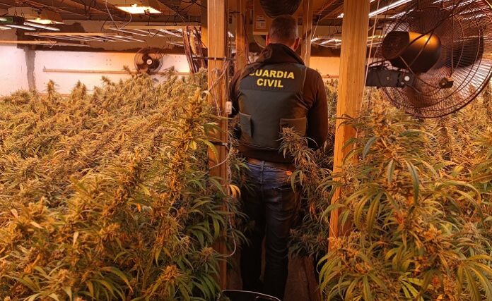 marihuana Orihuela