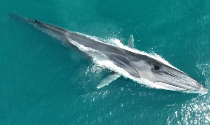 ballena