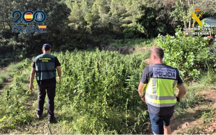 marihuana énguera