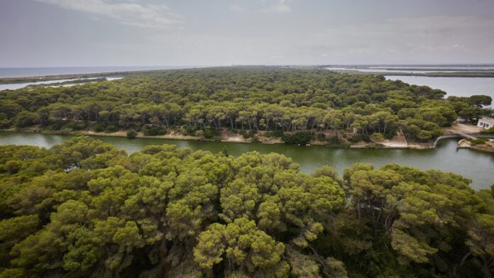 neteja Devesa-Albufera