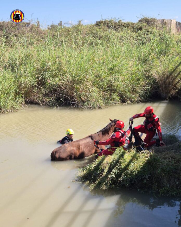 rescate caballo