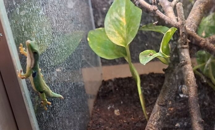 reptiles