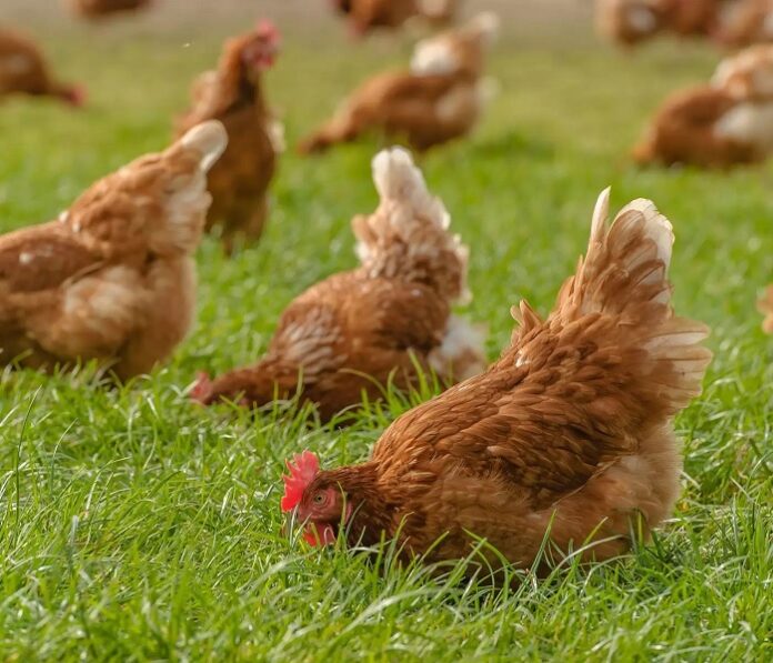 gallinas